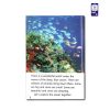 کتاب داستان انگلیسی سطح 4 In the Ocean - تصویر 4